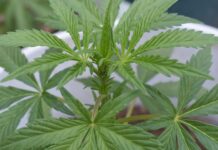 Nasiona marihuany - jak długo mogą wytrzymać zamknięte w pojemniku?