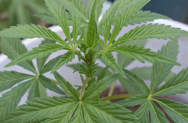 Nasiona marihuany - jak długo mogą wytrzymać zamknięte w pojemniku?