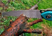 Kiedy maluje się drzewka?