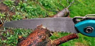 Kiedy maluje się drzewka?