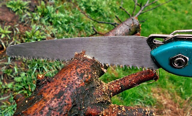 Kiedy maluje się drzewka? Kiedy maluje się drzewka?