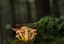 Jakie listwy pod drzwi balkonowe? Jakie listwy pod drzwi balkonowe?