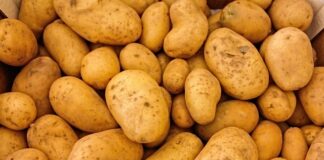 Czy ziemniaki można zmielić w maszynce do mięsa?