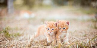 Czy smarować szpilki od kół?