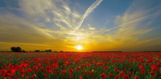 Jaka jest najlepsza mąka do ciasta kruchego?