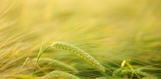 Czy złamana łodyga odrośnie?