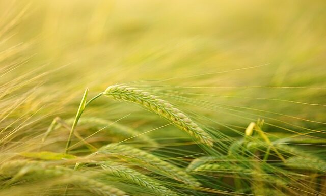 Czy złamana łodyga odrośnie?