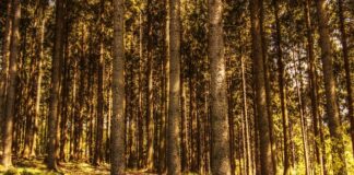 Pod jakie drzewa sypać wapno?