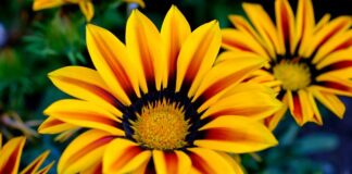 Ile jest hybryd w Polsce?