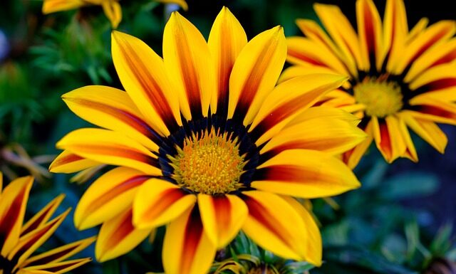 Ile jest hybryd w Polsce?