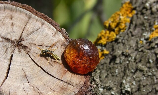 Czym zamalować obcięte gałęzie? Czym zamalować obcięte gałęzie?
