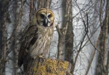 Ile przejedzie hybryda na prądzie? Ile przejedzie hybryda na prądzie?