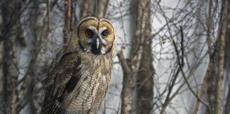 Ile przejedzie hybryda na prądzie?