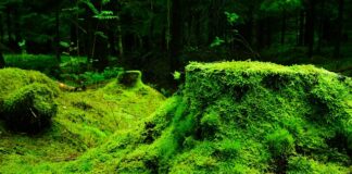 Jak szybko rośnie mech?