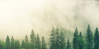 Czy sosna nadaje się na meble ogrodowe?