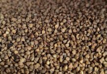 Co daje Gryka w materacu? Co daje Gryka w materacu?