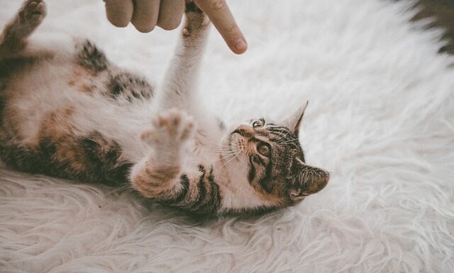 Co zrobić żeby dywan nie ślizgał się po podłodze? Co zrobić żeby dywan nie ślizgał się po podłodze?