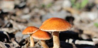 Jak zmusić drzewko do owocowania?