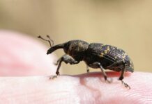 Jak długo oswaja się świnka morska?