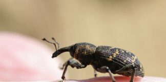 Jak długo oswaja się świnka morska?