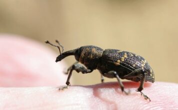 Jak długo oswaja się świnka morska?