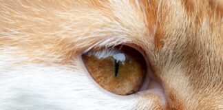 Jak zrobić kocie oczka?