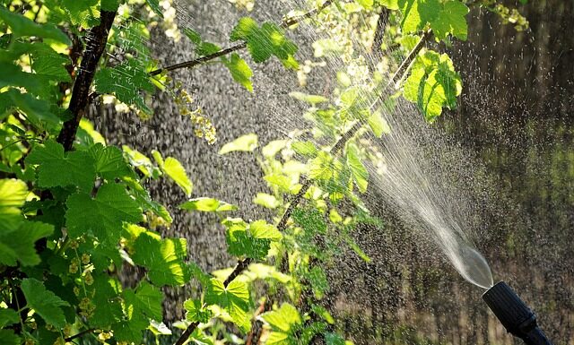 Kiedy robi się oprysk miedzianem? Kiedy robi się oprysk miedzianem?