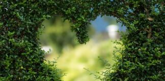 Jak zdobyć zieloną naklejkę na szybę samochodu?