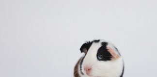 Jak świnki morskie okazują miłość do właściciela?