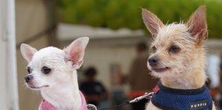 Ile kosztuje zrobienie hybrydy?