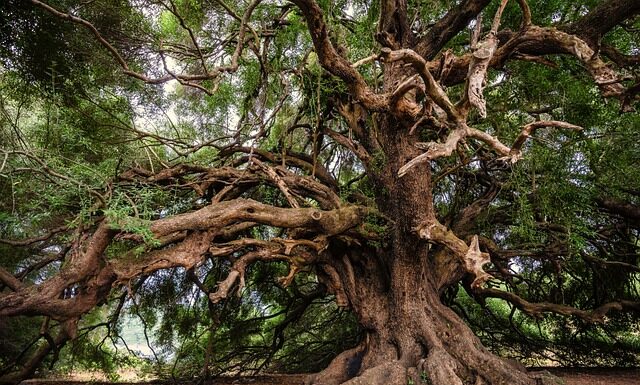 Czy drzewo po ścięciu odrasta? Czy drzewo po ścięciu odrasta?
