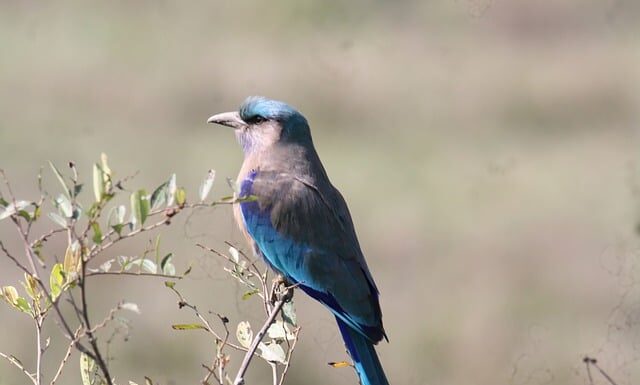 Czy łożyska amortyzatora wymienia się parami? Czy łożyska amortyzatora wymienia się parami?