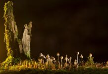 Jakie są rodzaje amortyzatorów?