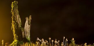 Jakie są rodzaje amortyzatorów?