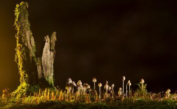 Jakie są rodzaje amortyzatorów? Jakie są rodzaje amortyzatorów?