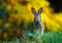 Gdzie śpi zając? Gdzie śpi zając?