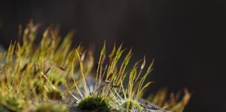 Dlaczego mchy mogą gromadzić wodę?