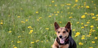 Jaka wylewka na matę grzewczą?