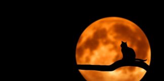 Jakie zwierzę obgryza tuje?