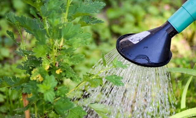 Jak często Podlewać chrobotka? Jak często Podlewać chrobotka?