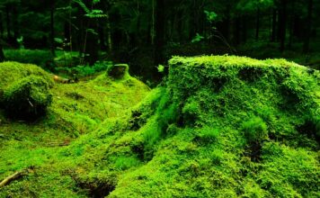 Czy mech chrobotek wysycha? Czy mech chrobotek wysycha?