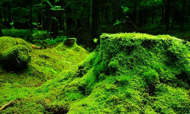 Czy mech chrobotek wysycha?