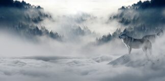 Czy mróz wyciąga wilgoć z drewna?