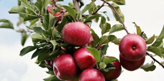 Co zrobić żeby jabłoń Owocowała?