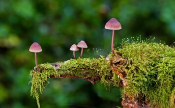 Jaki kolor gąbki do polerowania lamp?