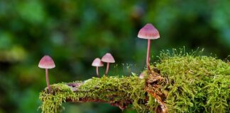 Jakie są rodzaje nagrzewnic?