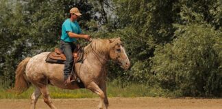 Jakim autem można wjechać do Wiednia?