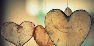 Jak świnka morska okazuje miłość?