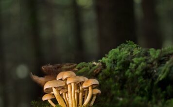 Czym łączyć listwy MDF?