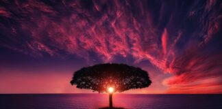 Czy ścięte drzewo puści korzenie?